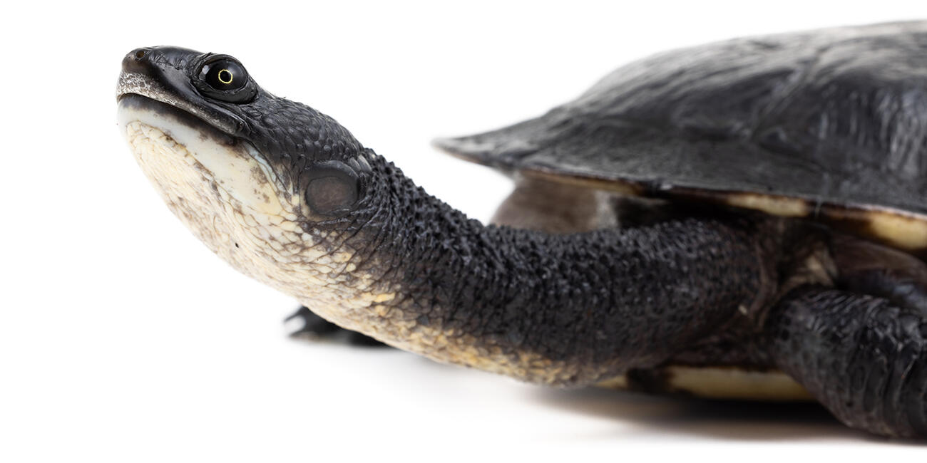 Australian snake-necked turtle on white background
