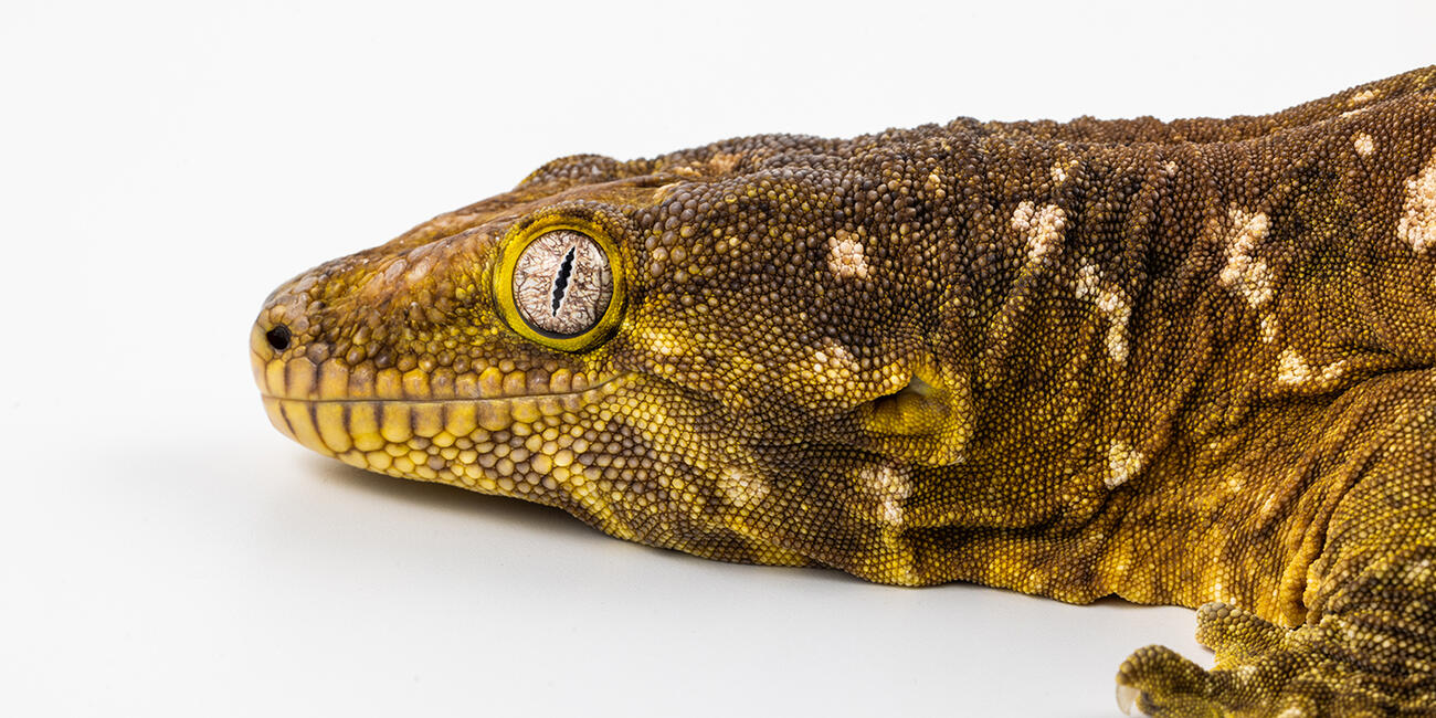 New Caledonian gecko head on a white background