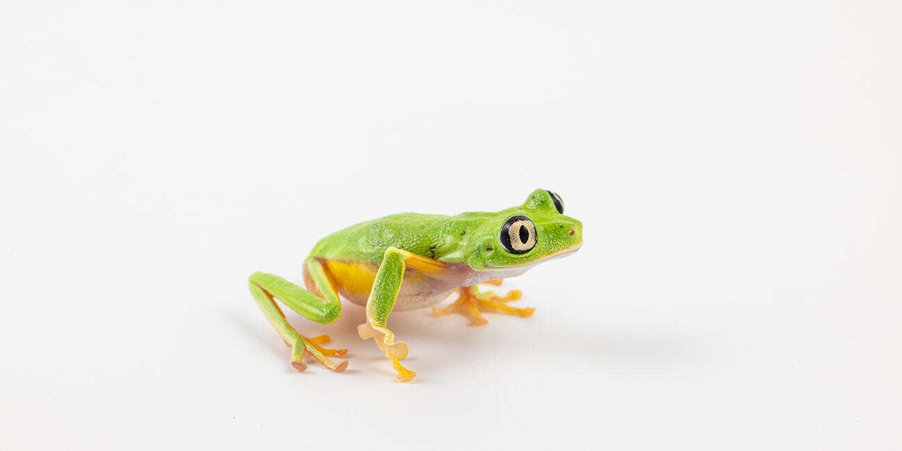 Lemur leaf frog on a white background