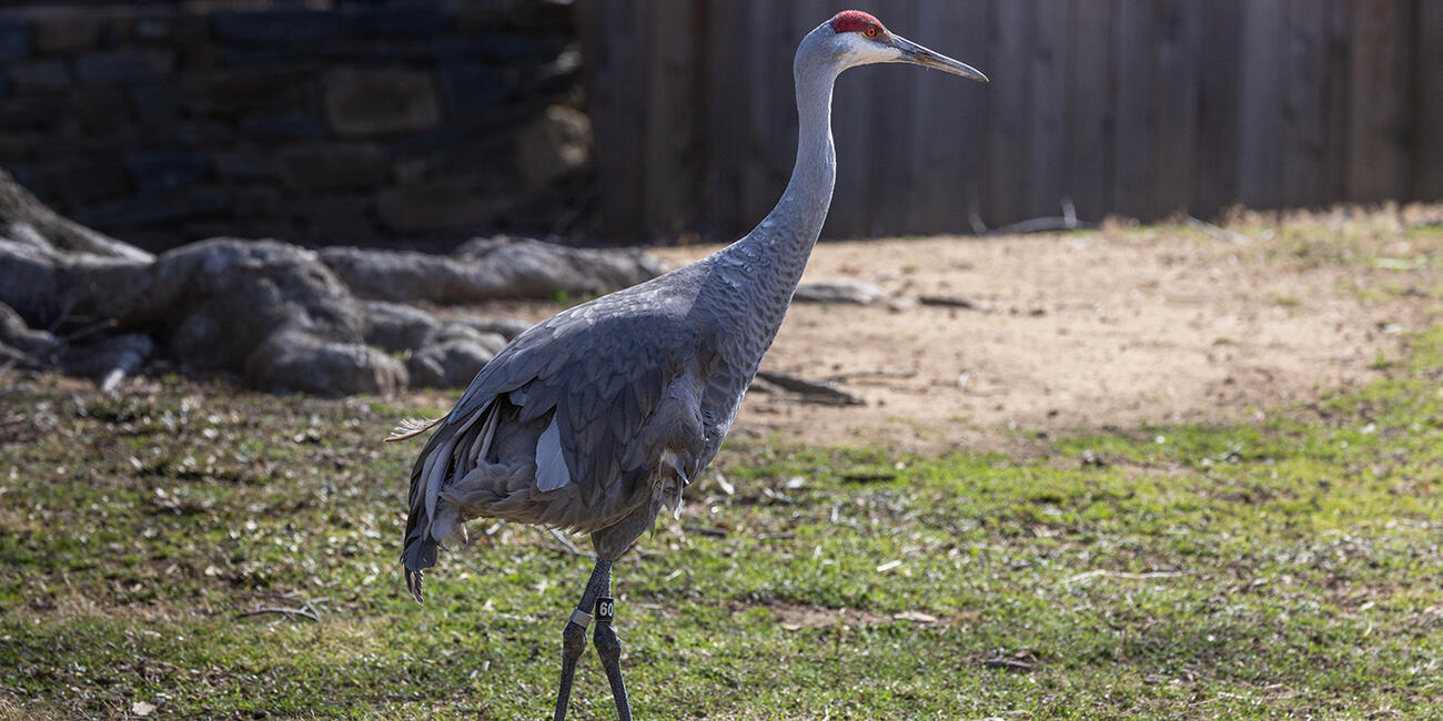 Sandhill crane patrolling a grassy yard