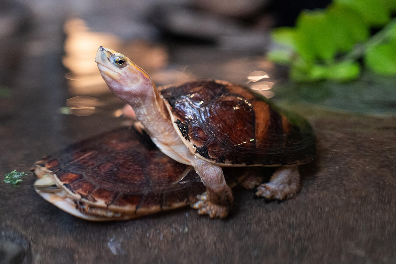 A turtle stacked on top of another turtle