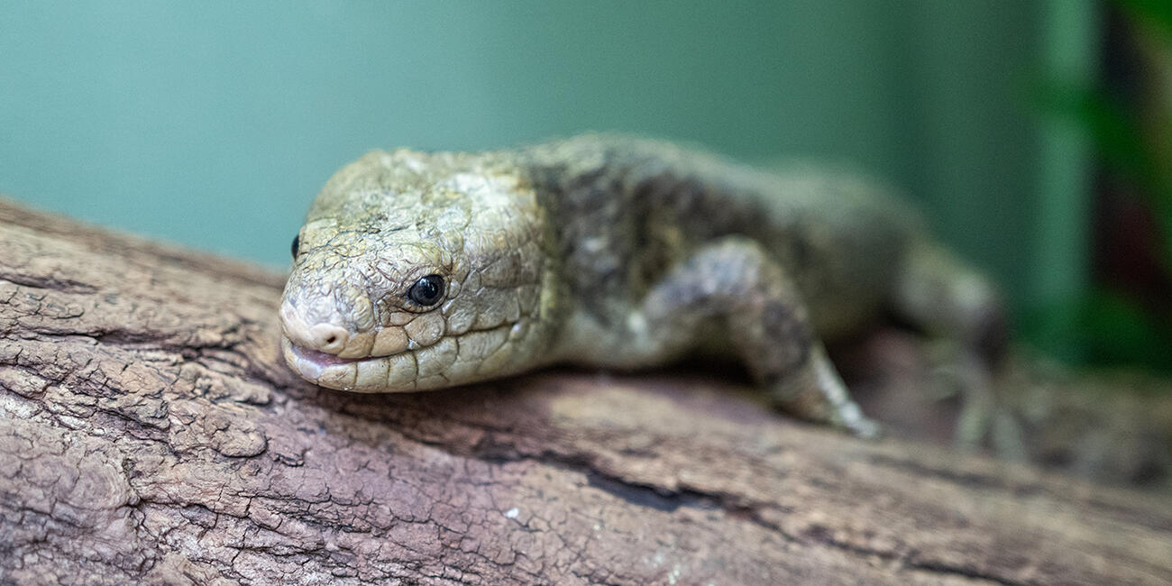 A skink with a large, green head