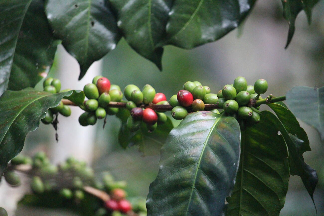 Ripening coffee