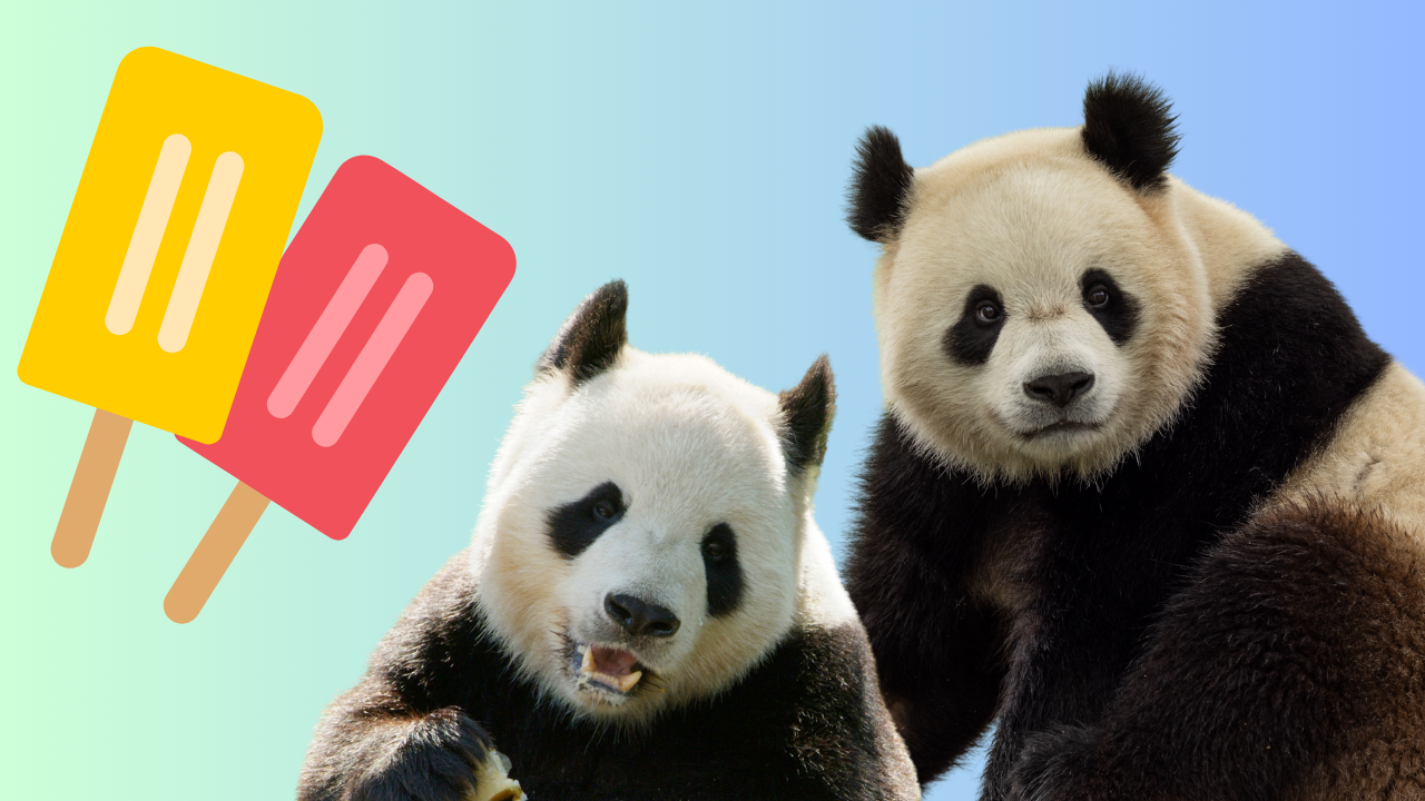 Two pandas are placed on a blue backdrop next to an illustrated popsicle.
