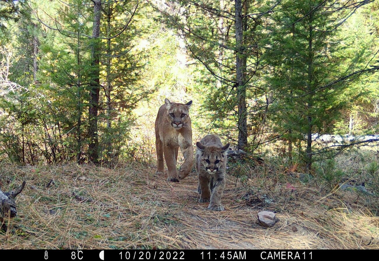 A puma with kitten traverses a pine forest.