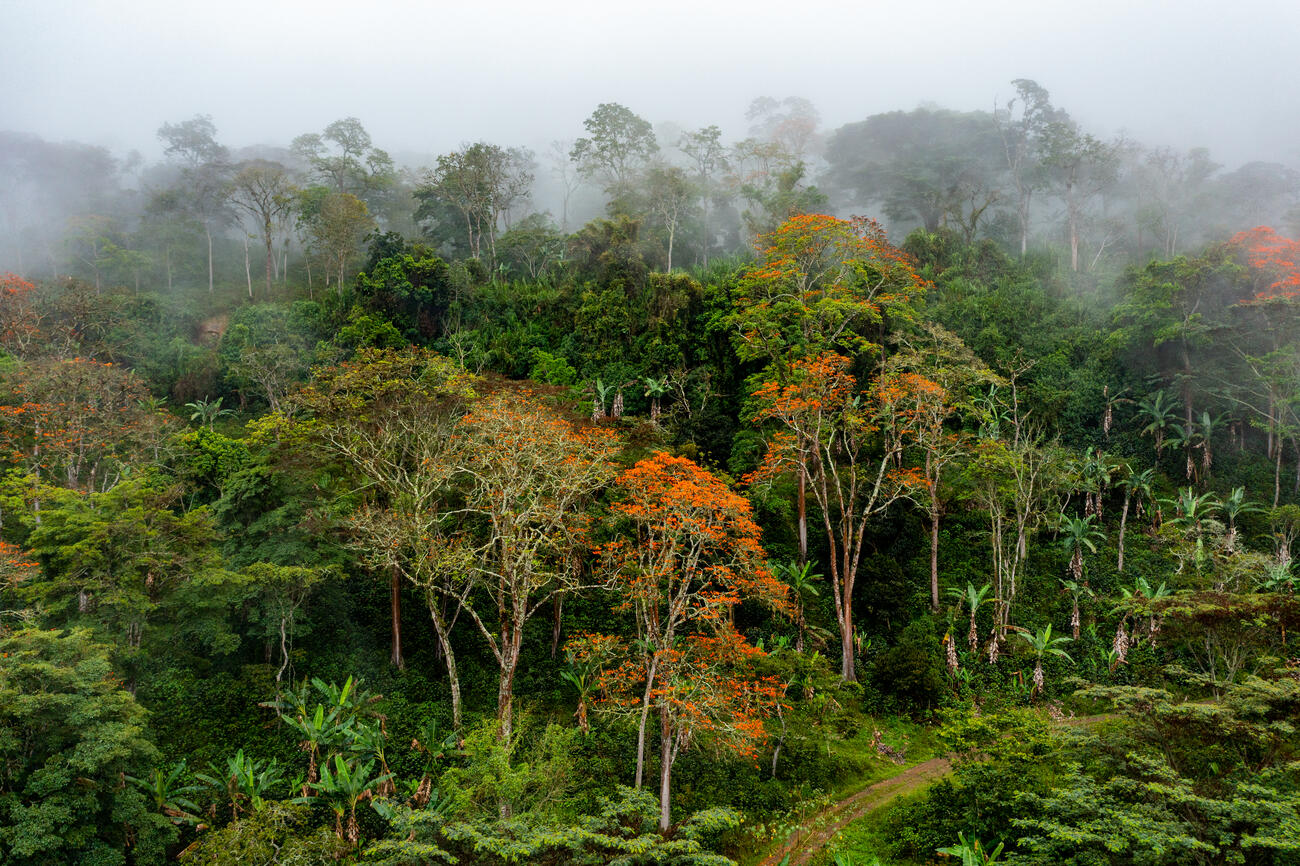 Bird Friendly coffee farm in South America