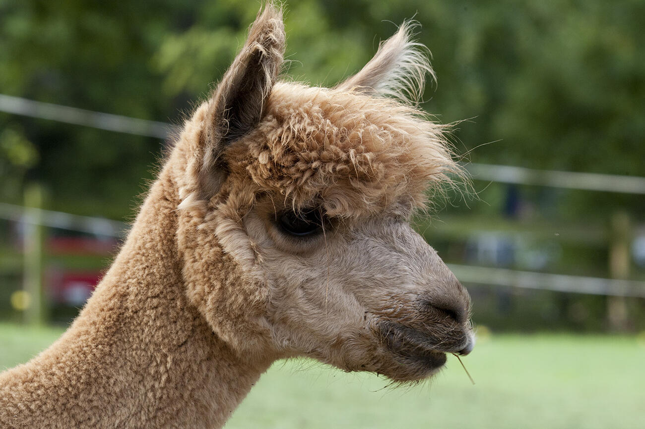 Side view of an alpaca