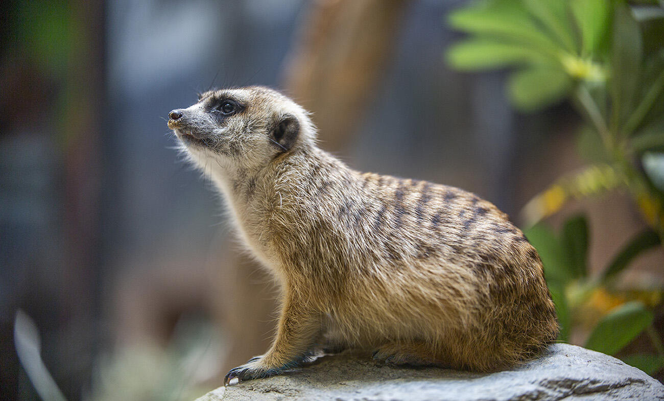 Meerkat on a rock
