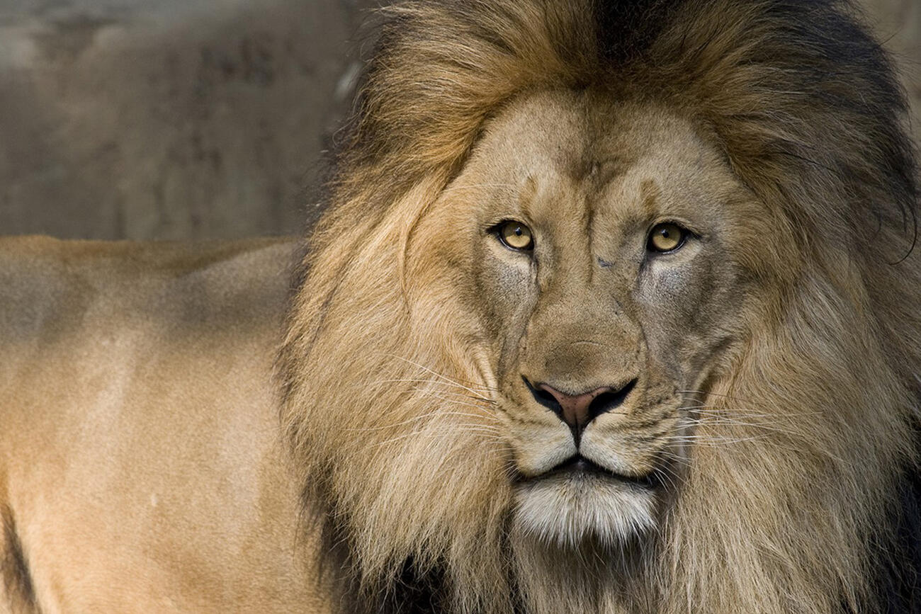 An African lion at the Great Cats exhibit.