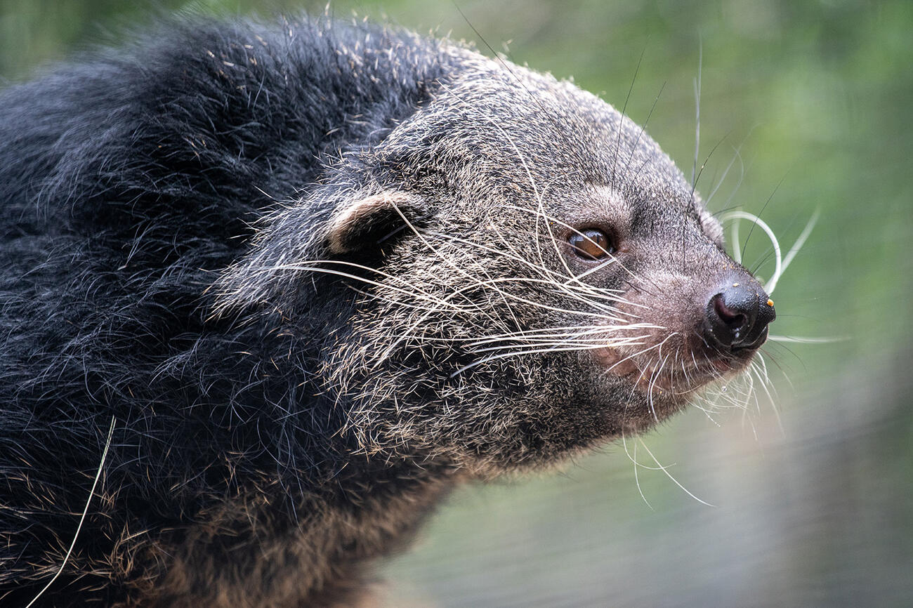 Closeup of a shaggy binturong