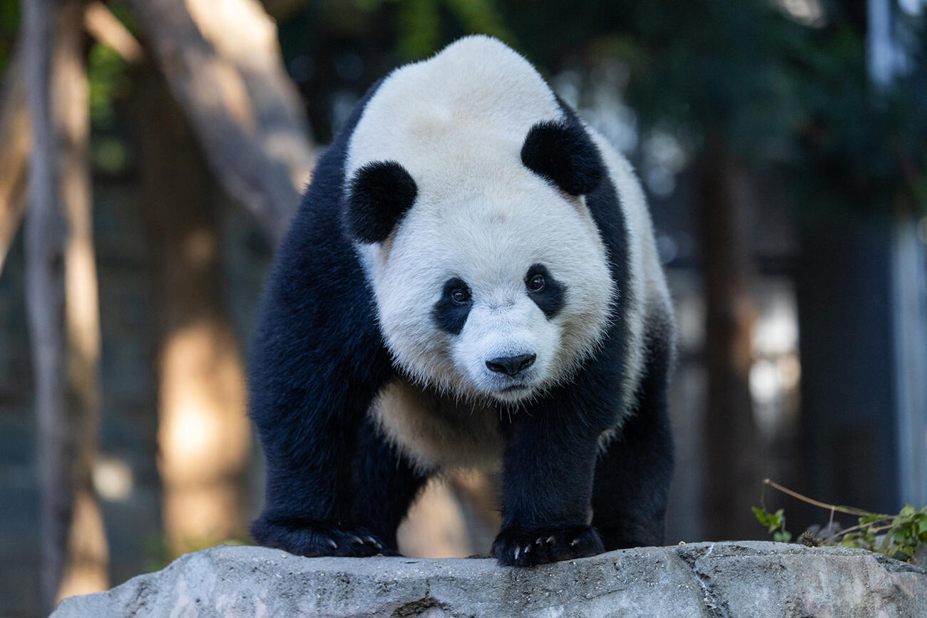 Giant panda Bao Li in his habitat on Asia Trail