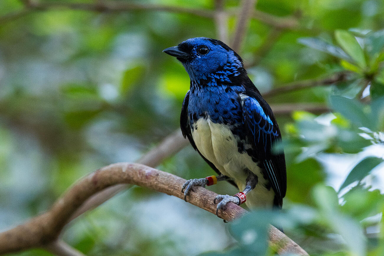 Closeup of a turquoise tanager