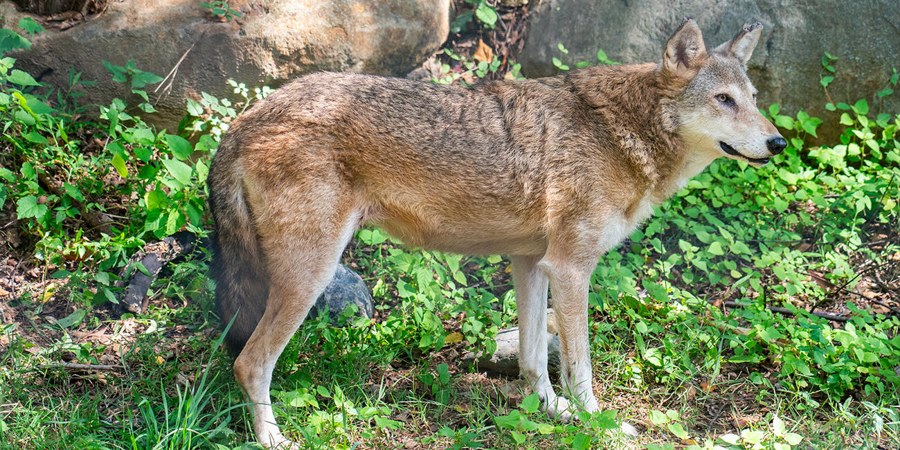 Side view of a red wolf in natural terrain.
