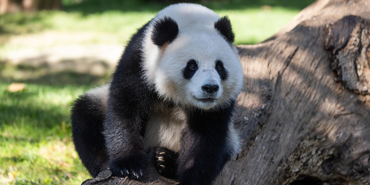 Female giant panda perched on a log outdoors.