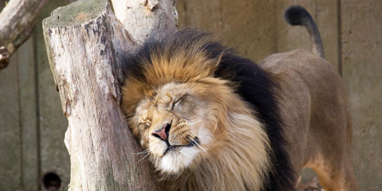 African lion Luke scent enrichment