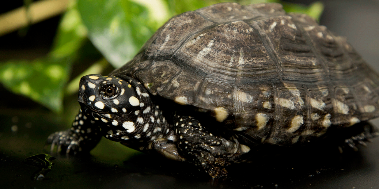 A small turtle with dark brown and white-spotted, scaly skin and a dome-shaped shell stands on a table with greenery in the background.