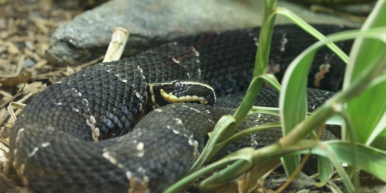 A dark gray-brown snake, called a Taylor's cantil, with white stripes on its head and light, triangular marks down its body