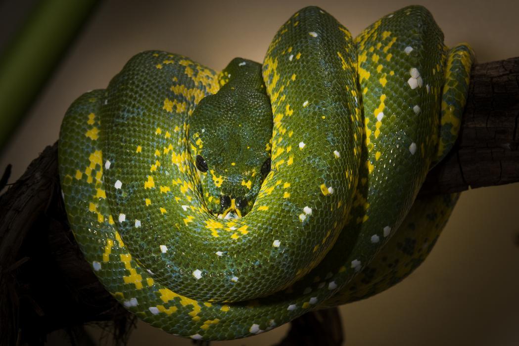 A green snake with bright yellow spots, called a green tree python, wrapped around a tree branch
