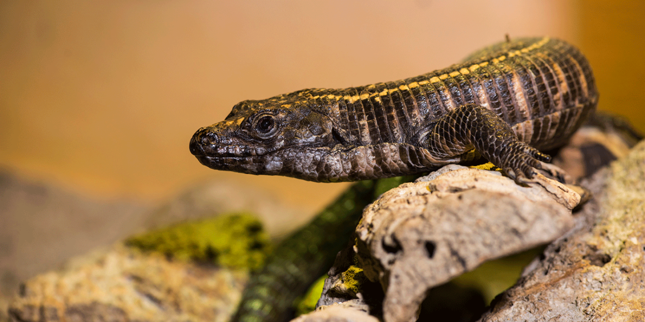 A lizard with a long, squat body, short legs and thick, plated scales.