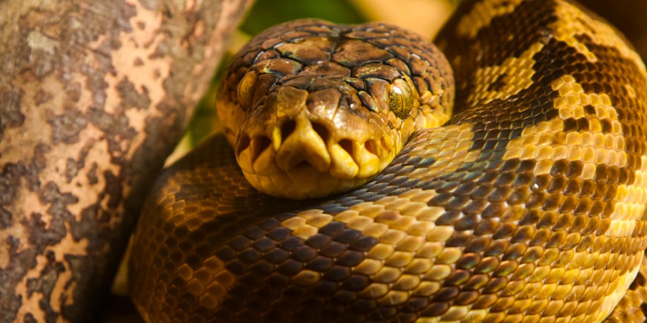 A close-up photo of a timor python, its face resting on its curled up body.