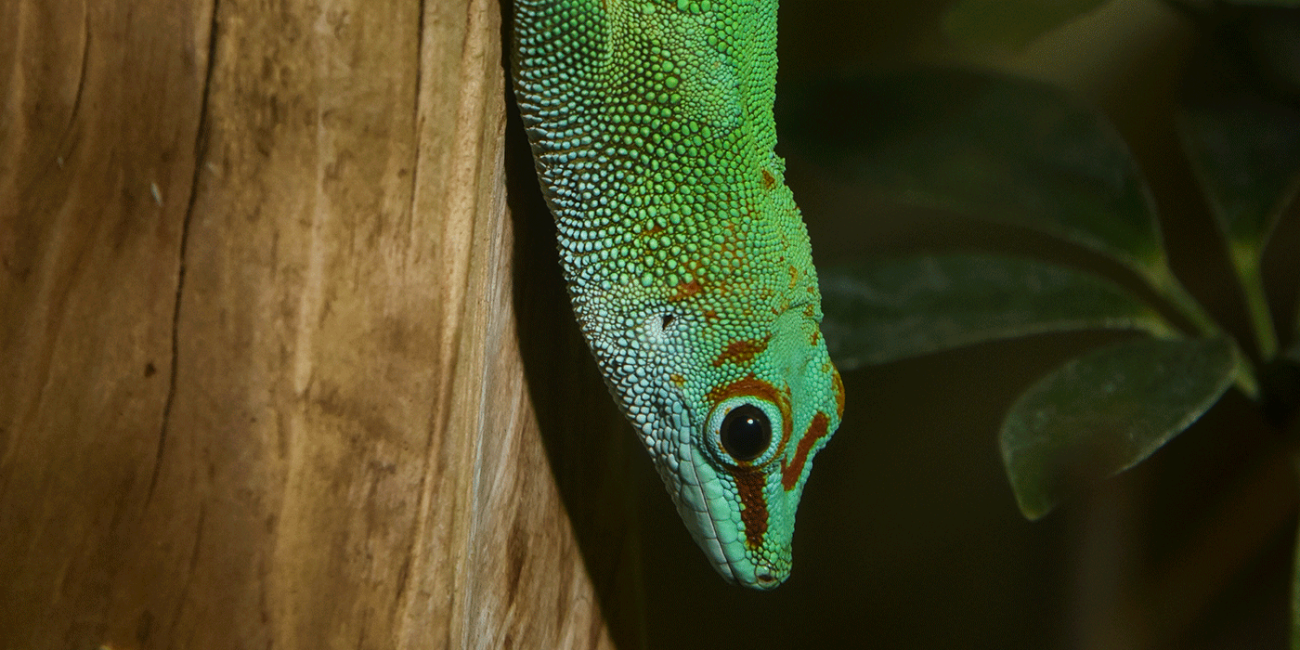  A large, bright green lizard (called a Madgascar giant day gecko) perched on the side of a tree, looking toward the ground