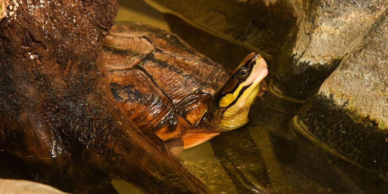 Rhinoceros snake  Smithsonian's National Zoo and Conservation Biology  Institute