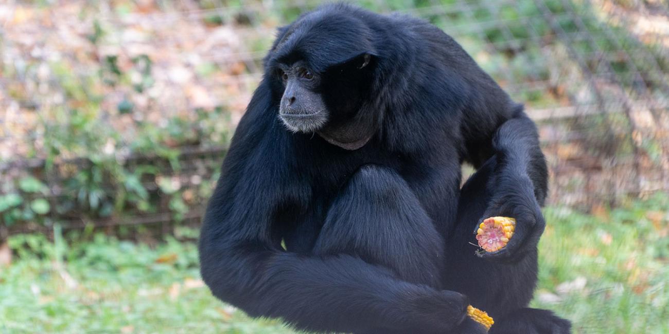 A medium-sized, black-furred gibbon, called a siamang, perched on a tree stump holding a piece of corn in each hand