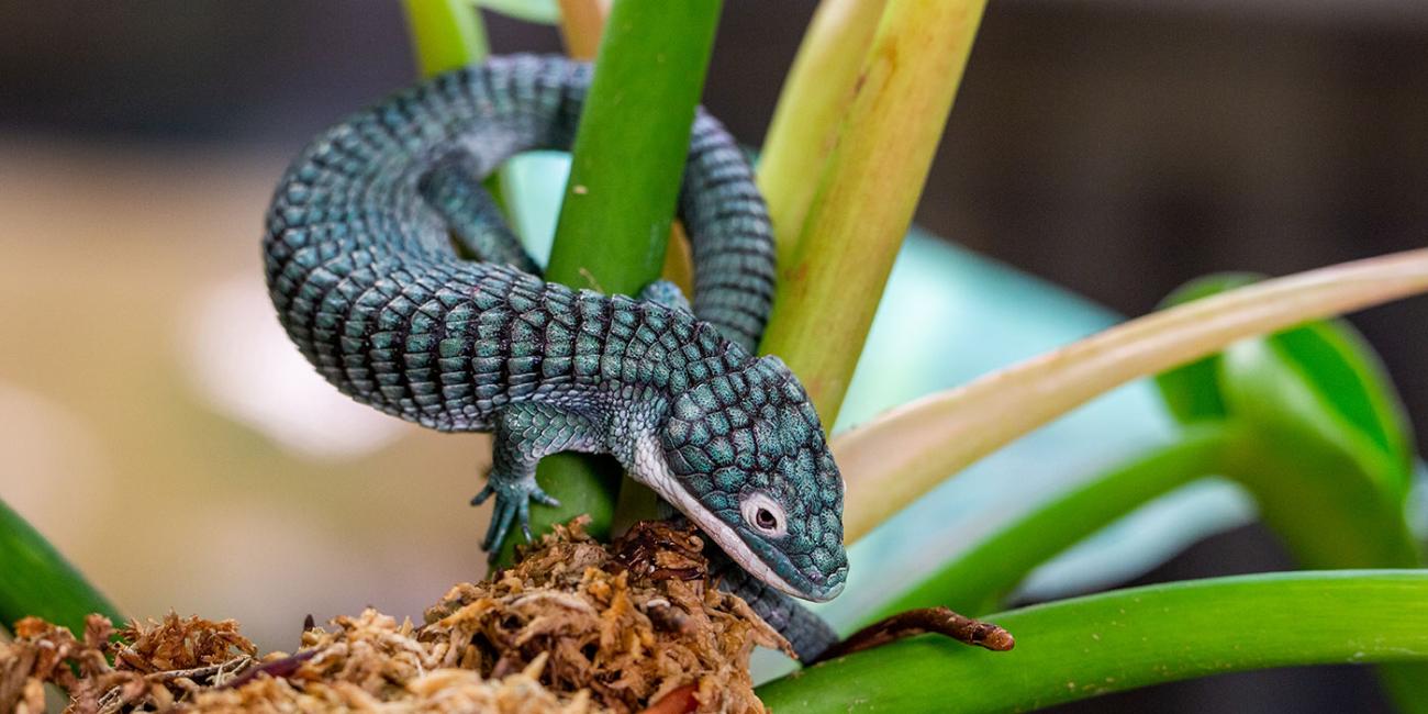 A small lizard, called an alligator lizard, with blue-green scales, a long, thick tail and short arms and legs. It is wrapped around a green plant