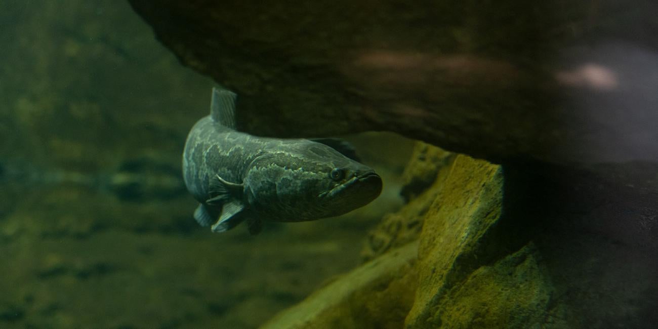 A northern snakehead fish swimming through water underneath a rock ledge