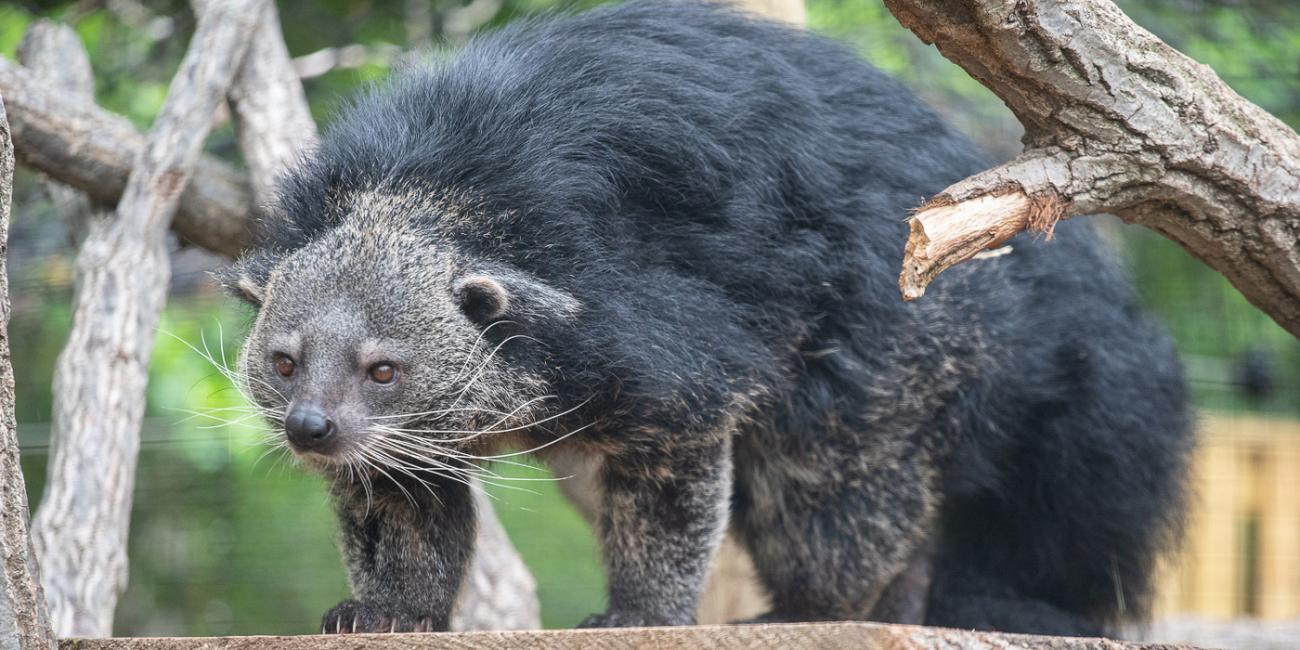 A binturong with a low, wide, muscular body, shaggy fur, whiskers, and tufted eyebrows
