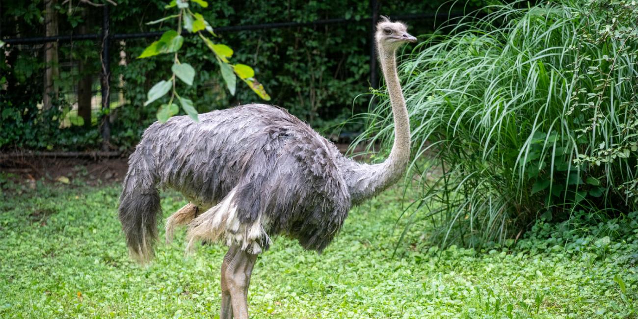 A side profile of a female ostrich walking on a green grass lawn. There are trees and a tall green bush behind the animal.