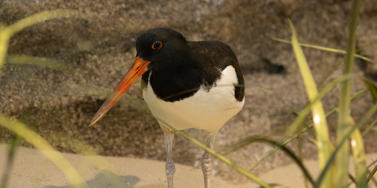 Smithsonian Bird Friendly®  Smithsonian's National Zoo and