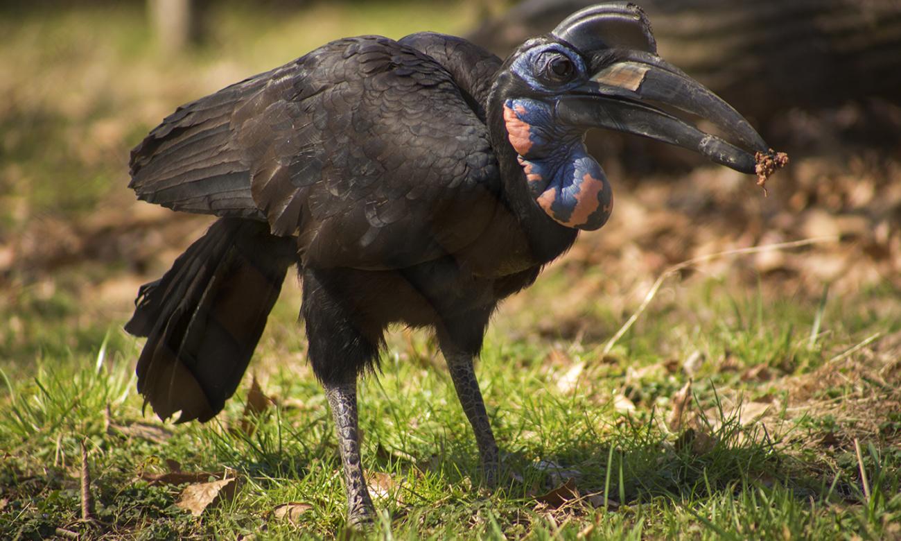 A large bird, called an Abyssinian ground hornbill, stands in the grass holding food in its bill. It has dark feathers, strong legs, large eyes, and a long, down-curved bill with a casque (or helmet-like structure)