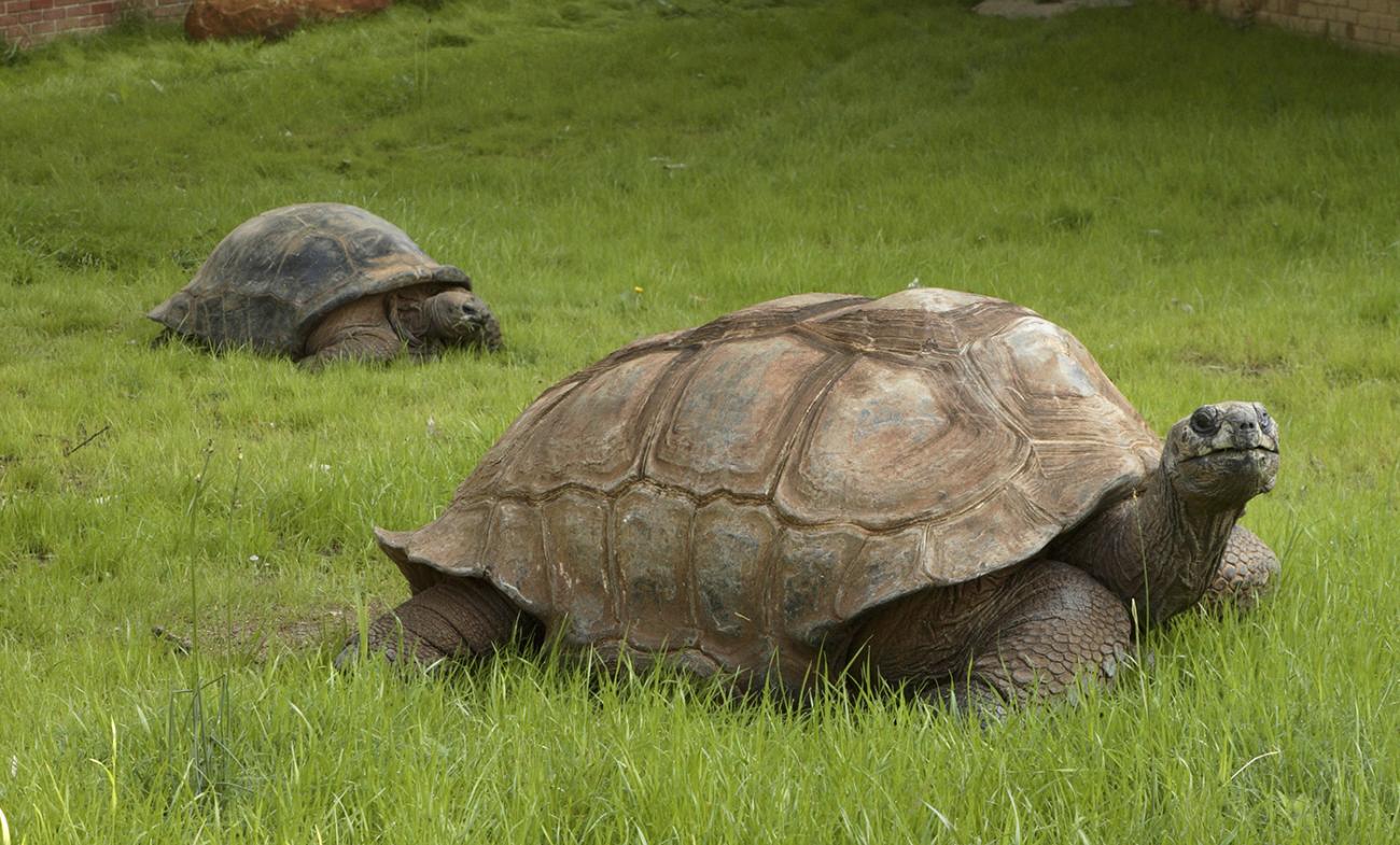 Aldabra Tortoise in the grass