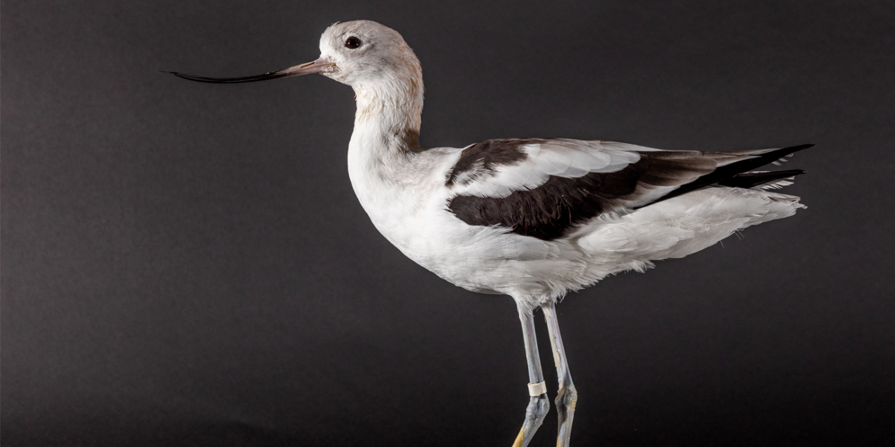 Side profile of an American avocet, a large, migratory shorebird with a black-and-white body, long legs, and a thin, upturned bill.