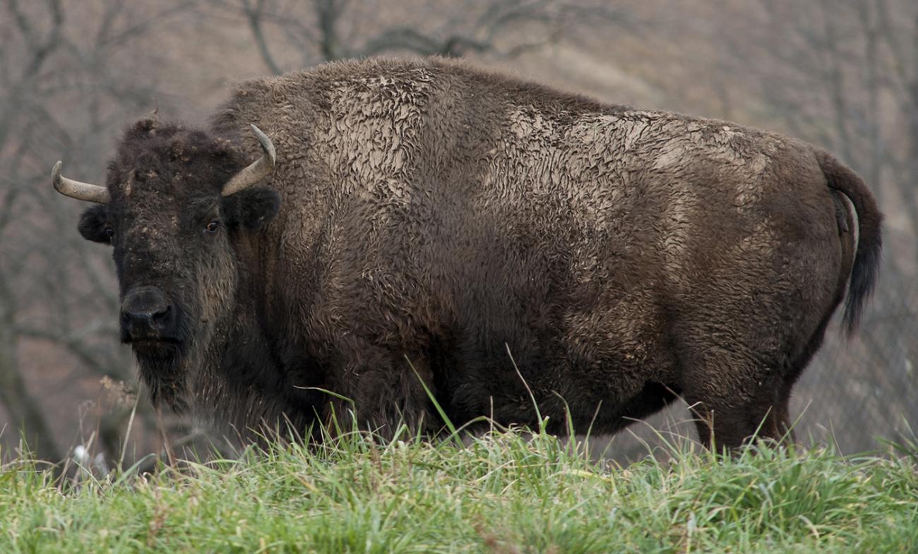 The Meaning of the Buffalo to Our People, by B The Change