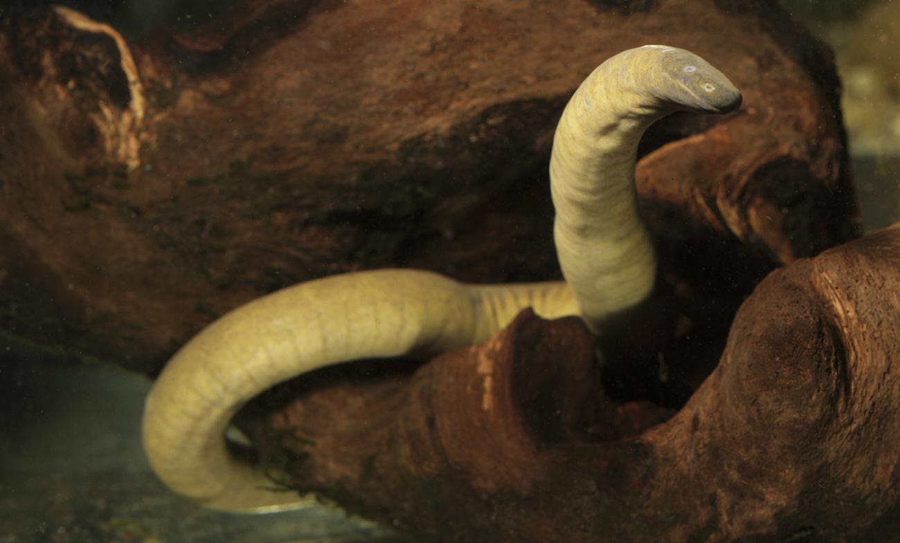 Whitish snakelike animal underwater.