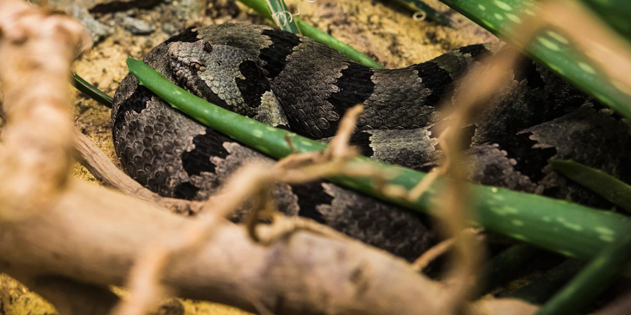 Mangrove snake  Smithsonian's National Zoo and Conservation Biology  Institute