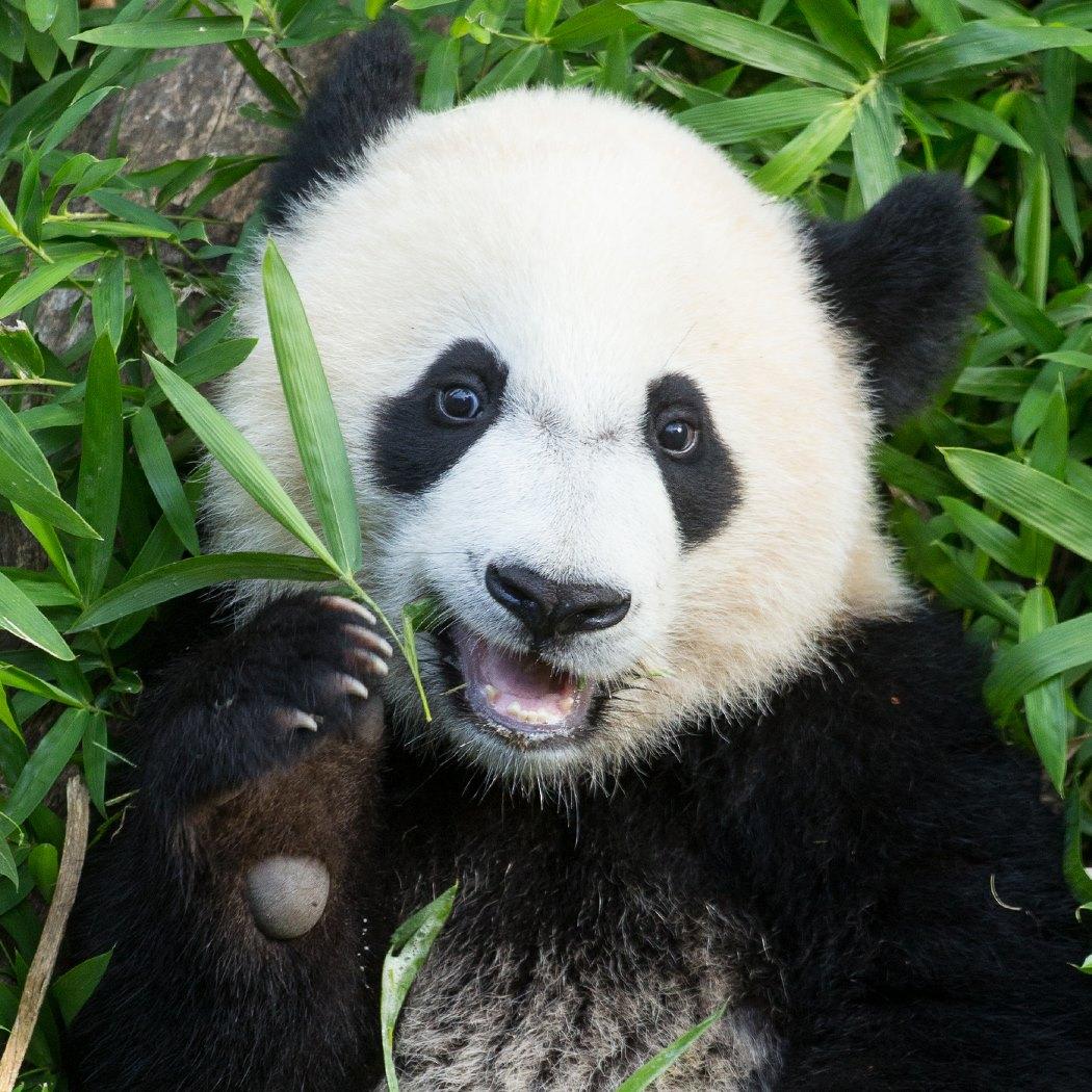 a giant panda eats bamboo