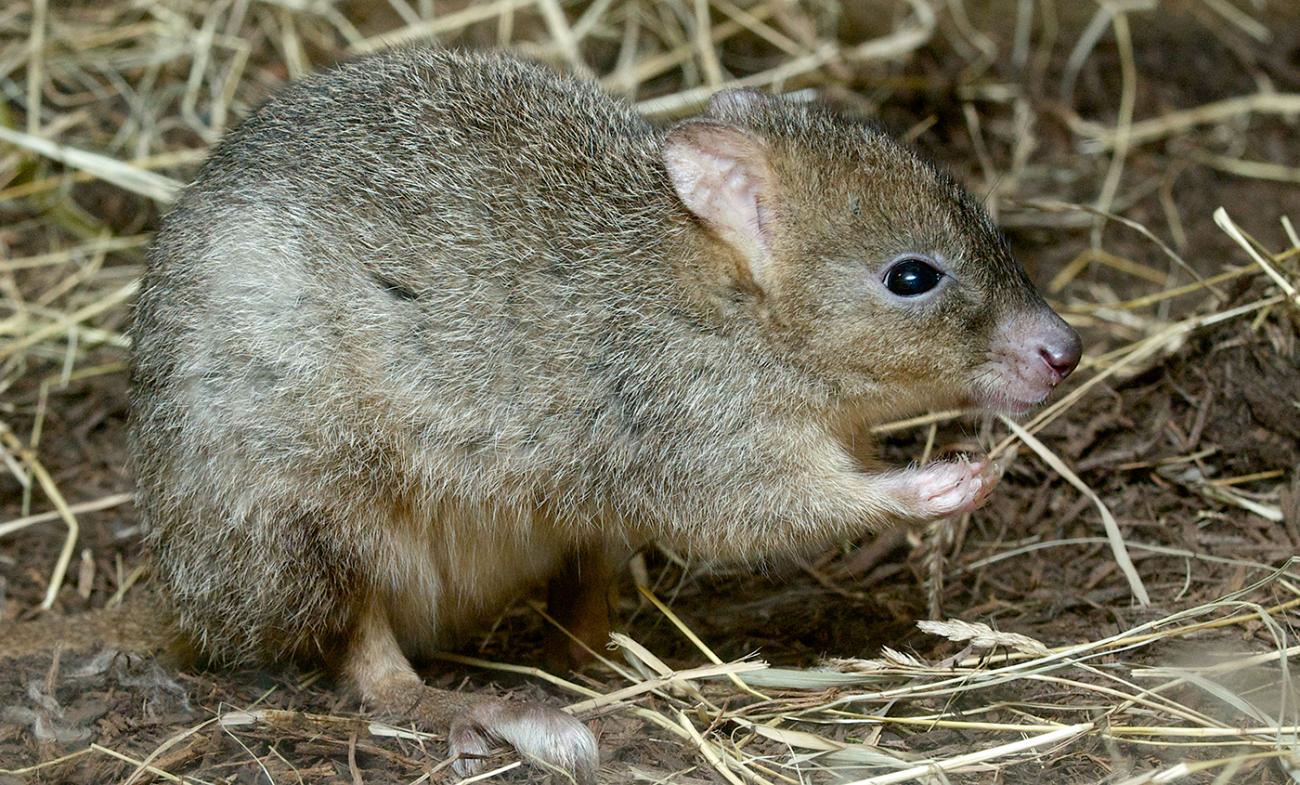 Furry brown small mammal that vaguely resembles a rabbit