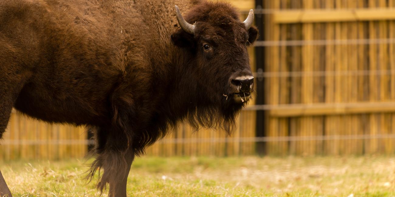 An American bison standing in the grass in front of a wooden fence