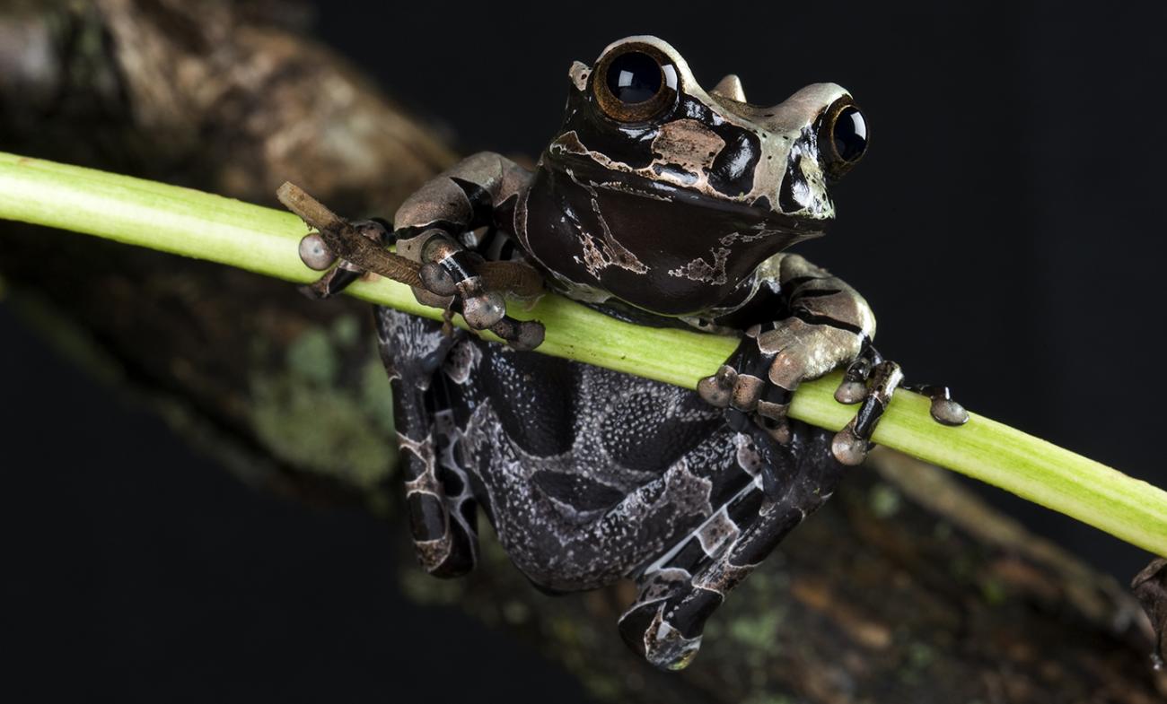 A coronated tree frog hanging onto a green stem