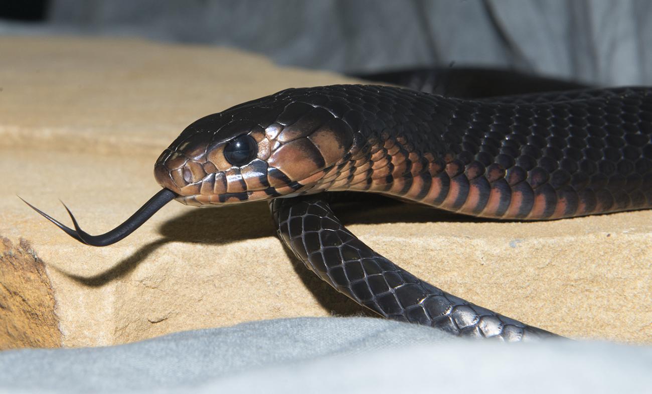 Mangrove snake  Smithsonian's National Zoo and Conservation Biology  Institute