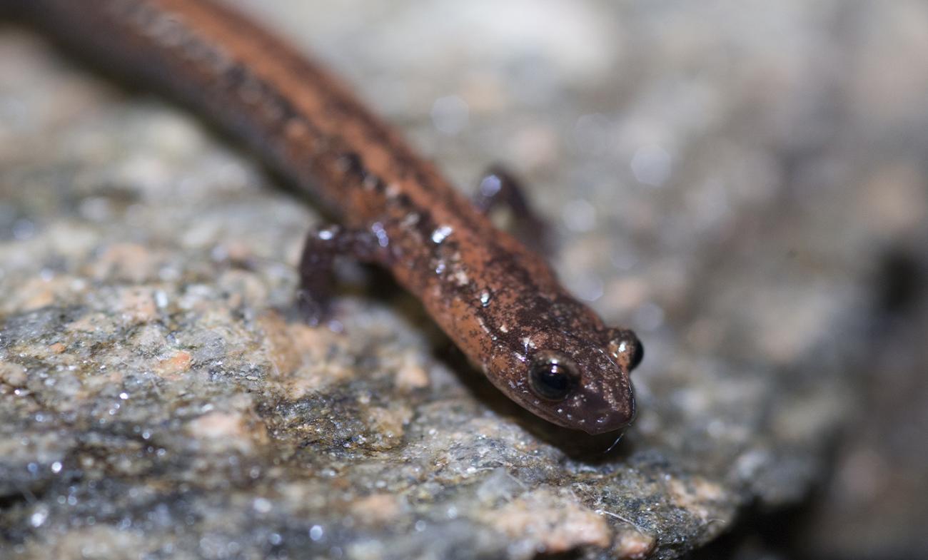Thin, wormlike salamander with miniscule front legs and large eyes. The skin is wet-looking and reddish-brown speckled w/ blac