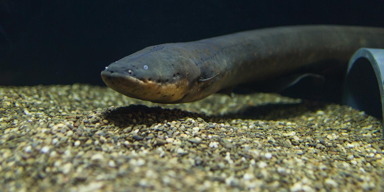 An electric eel swimming in the water over sand against a black backdrop