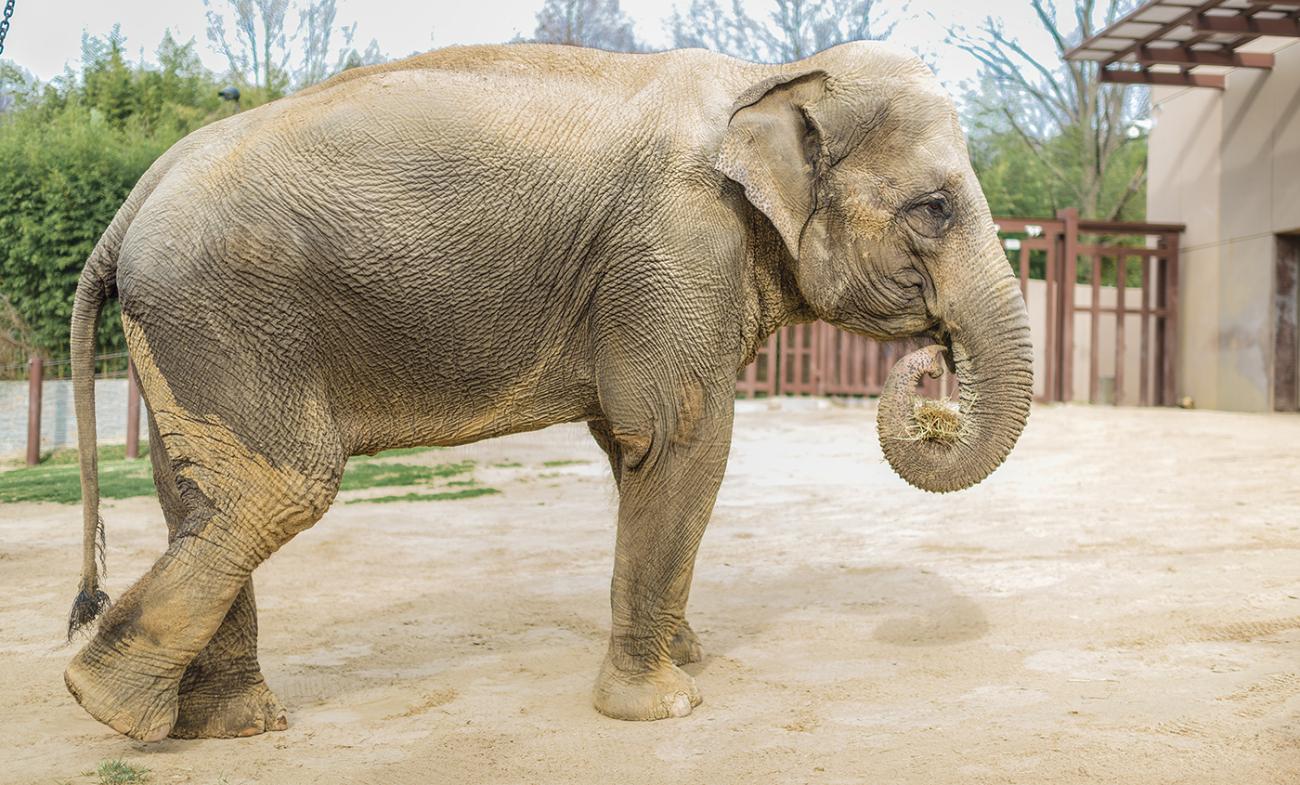 Elephant standing in yard, holding brush in its trunk