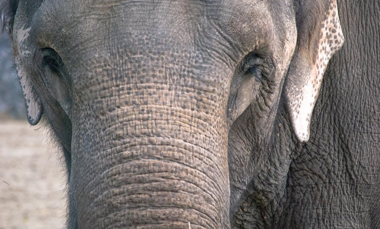 close-up of elephant face and part of trunk