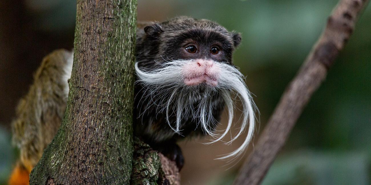 Animal Professionals Hand-Raising Tiny Goeldi's Monkey - The