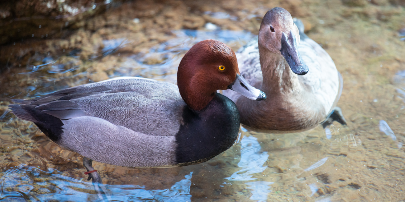 Two ducks float in a pond in the Zoo's Bird House exhibit.