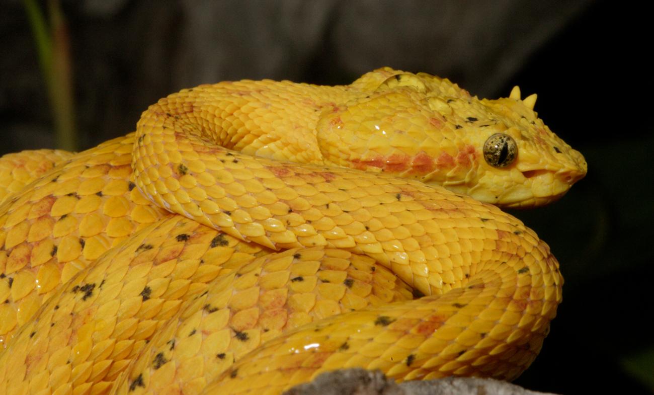 Coiled bright yellow snake with cat-like pupils
